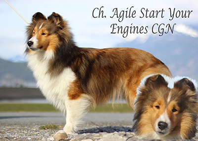 CH. AGILE START YOUR ENGINES CGN 