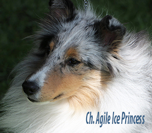 Agile shelties hot sale